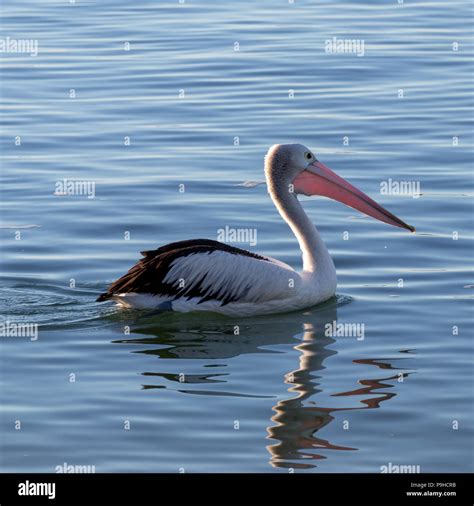 Seabirds on the australian coast Stock Photo - Alamy