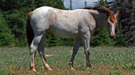 Dun Horse Breeds: Colors And Characteristics