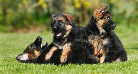 German Shepherd Pregnancy Stages & Signs