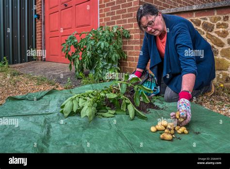 Kartoffeln Graben Fotos Und Bildmaterial In Hoher Aufl Sung Alamy