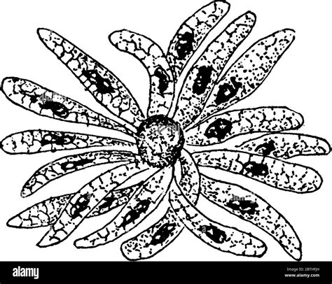 Figura Que Muestra La Formación De Esporas De Cyclospora Cayetanensis Es Un Parásito Coccidiano