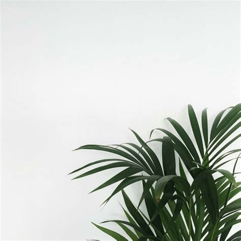 Minimalist Plant Wallpapers On Wallpaperdog