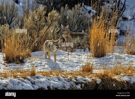 Coyote Canis Latrans Standing On Gardner River Bank Near Old Wolf