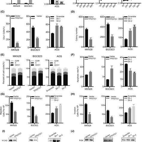 TP53TG1 Inhibited Cell Proliferation And The PI3K AKT Pathway A