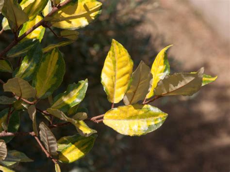 Elaeagnus pungens Maculata Buntlaubige Ölweide