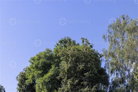 Trees in a mixed forest in summer 13631029 Stock Photo at Vecteezy