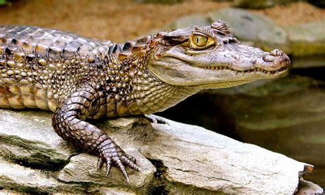 Caiman - Freccia45