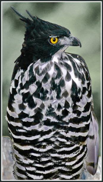 Blyth S Hawk Eagle Nisaetus Alboniger Is A Medium Sized Bird Of Prey