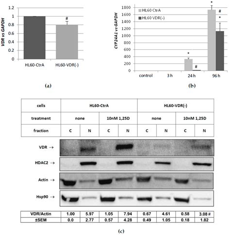 Ijms Free Full Text Regulation Of Expression Of Cebp Genes By