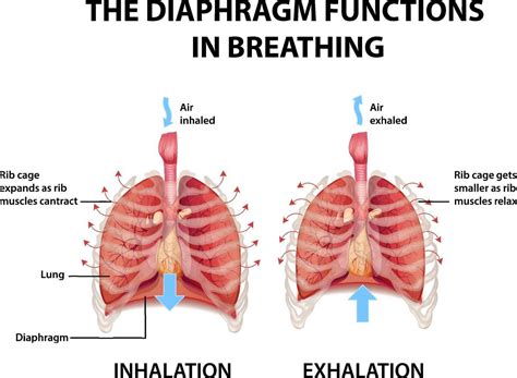 Diaphragm Lungs