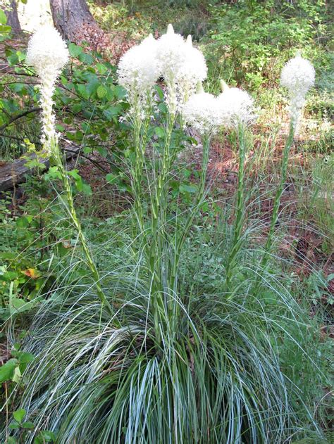 Bear Grass Perennials Plants Ornamental Grasses