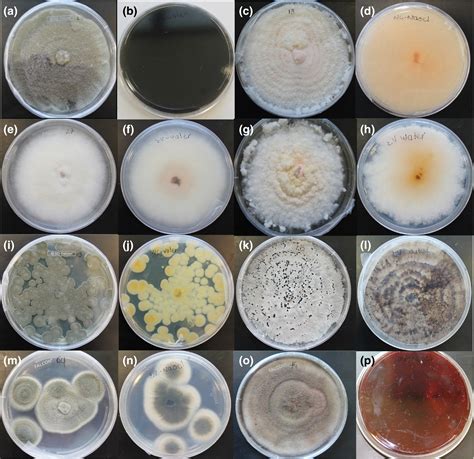 Top Pictures Petri Dish Mold Identification Photos Superb