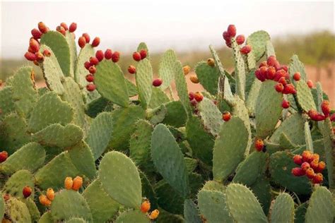 What Are The Health Benefits Of Cactus Spines Vinmec