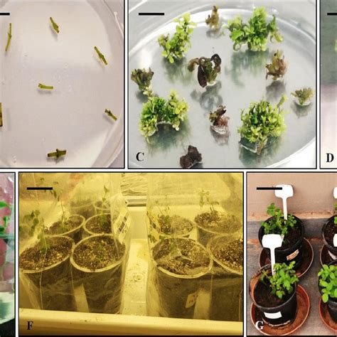 Stevia Transformation And In Vitroregeneration Of Nodal Explants A