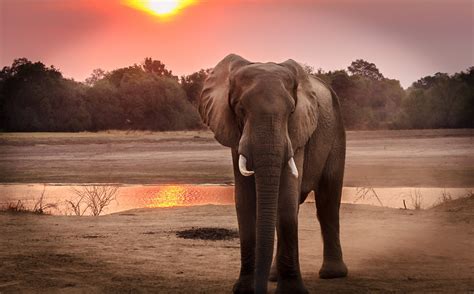 Le Cimetière Des éléphants Le Monde Daprès Ou Pas