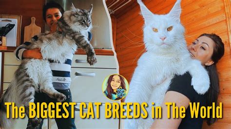 These Are The 10 Biggest Cat Breeds In The World Youtube