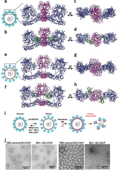 Modeling Of M4 Bound On GII 4 Capsid In The Resting And Raised