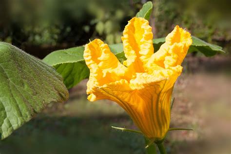 Pumpkin Hokkaido Vegetables Free Photo On Pixabay Pixabay