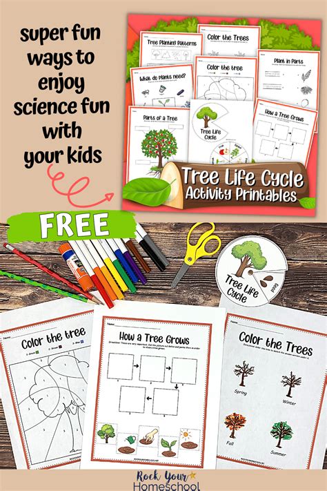 Tree Life Cycle Activities: 5 Ways to Learn (& Free Printables)