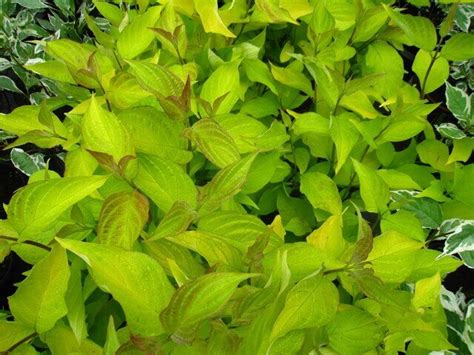 Дерен - cornus: описание, условия выращивания и уход - Сибирский Оазис