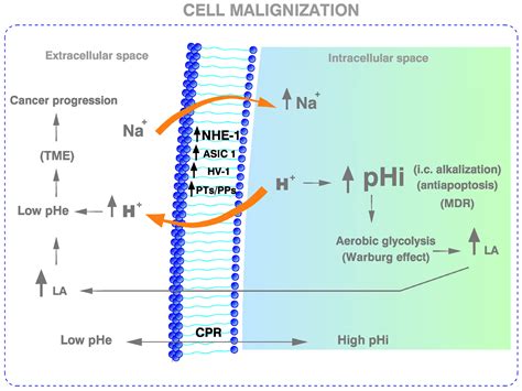 The Prime and Integral Cause of Cancer in the Post-Warburg Era