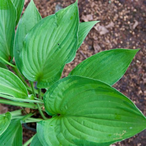 Hosta Fortunei Var Albopicta Fieldstone Gardens Inc