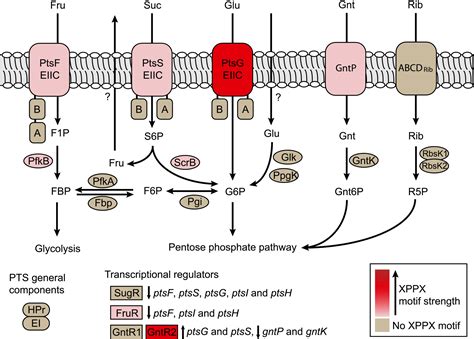 Elongation Factor P Is Required For EIIGlc Translation In