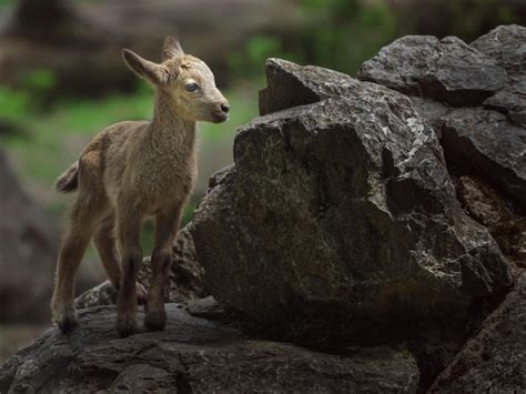 Premium Photo | Siberian ibex