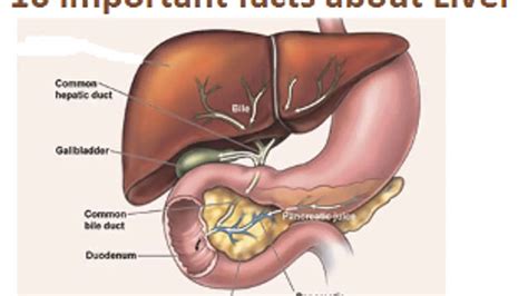 Liver Anatomy Location Lobes And Function Kenhub Off