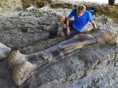 Massive Dinosaur Fossil Unearthed In Frances Southwest Daily