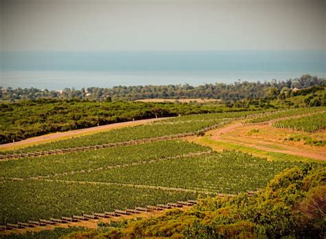 Cerro del Toro winery - Wines in Uruguay, South America Wine Guide