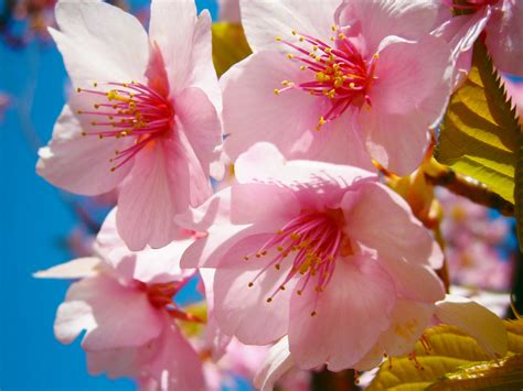 Free Images Branch Flower Petal Food Spring Produce Pink Japan