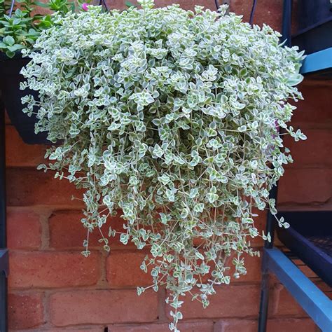 Sedum ‘dainty Little Missy Delightful Delicate Trailing Plant