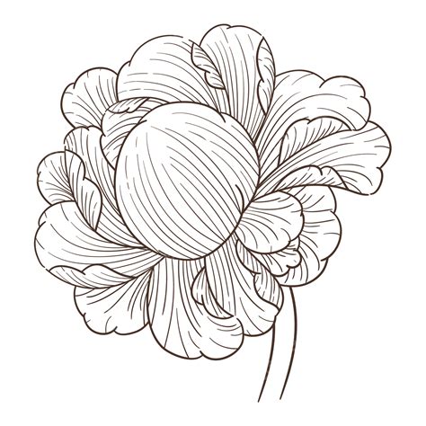 Original Hand Drawn Vector Illustration Small Fresh Peony Flower Line