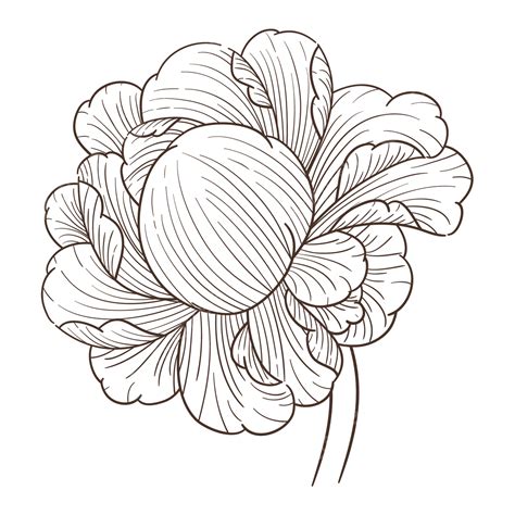 Peony Line Drawing