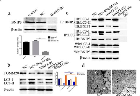 Bnip3 Mediated Mncl 2 Induced Mitophagy A Bnip3 Levels In Cells