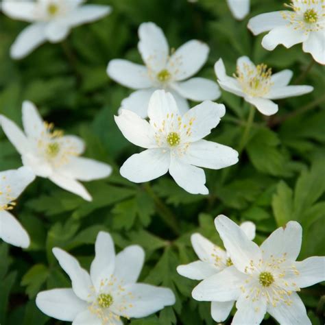 Zawilec Gajowy Anemone Nemorosa Opis Wygl D Wymagania Uprawa I