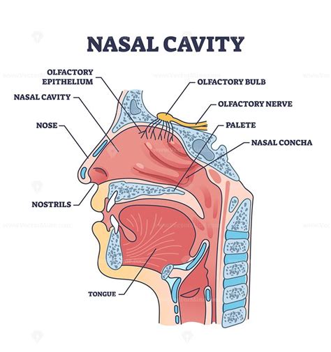 Nasal cavity anatomy with medical nose parts description outline diagram | Nasal cavity, Nose ...