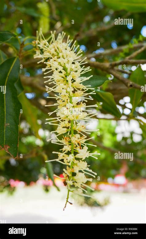 Macadamia Nut Tree Flower