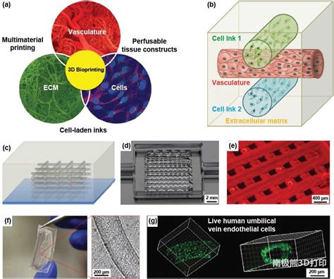 增材制造异质结构及其生物医学应用中国3d打印网