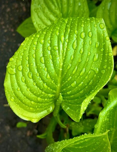 Un Primer Plano De Una Planta Verde Con Gotas De Agua Sobre Ella Foto