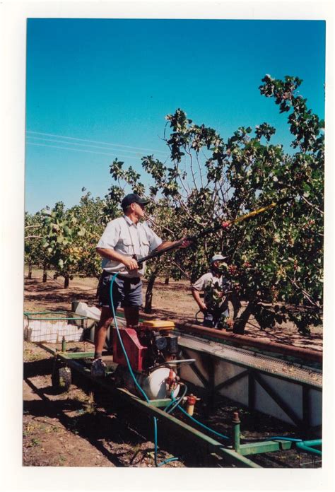 Harvesting pistachio nuts — Murrungundy Pistachios