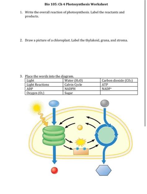 Solved Bio Ch Photosynthesis Worksheet Write The Chegg