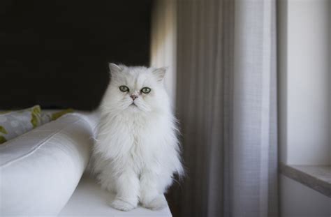 15 Things You Didn T Know About The Persian Cat Letsgetpet