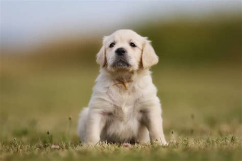 Golden Retriever Welpen seriöse Züchter in Schleswig Holstein Hunde2 de