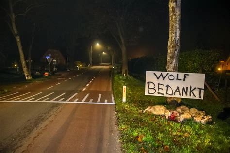 Boer Legt Doodgebeten Schapen In Berm Met Bord Wolf Bedankt