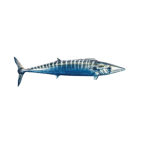 Wahoo - EURO USA