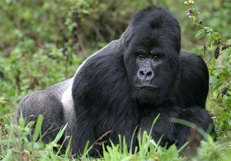 Days Rwanda Platinum Gorilla Safari Trekking Kilimanjaro With