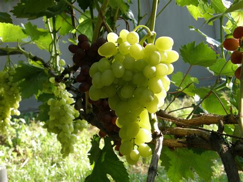 Виноград-видео саженцы: Аркадия