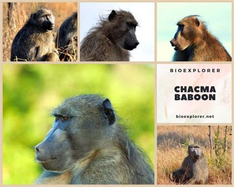 Chacma Baboon Characteristics | Papio Ursinus Diet & Facts | BioExplorer